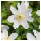 Anemone, Nemorosa White, Alb, ., 1 Bulb