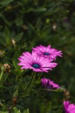 Tablou Canvas, "Flori de primăvară &icirc;n rouă", Roz, Petale, Garoafe, Verde, Plante, Prospețime, Natură, Picături, Primăvară, Frunziș, Vioi, &Icirc;nflorire, 2