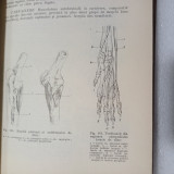 ANATOMIA ANIMALELOR DOMESTICE-V.GHETIE-1967 X2.