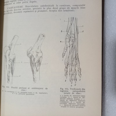 ANATOMIA ANIMALELOR DOMESTICE-V.GHETIE-1967 X2. foto