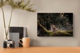 Tablou Canvas, "Vulpea pe trunchi acoperit de mușchi", Fox, Moss, Forest, Tranquil, Nature, Branches, Wildlife, Greenery, 39 x 26 cm, CMCLASS