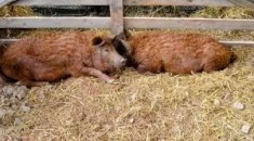 Vand porci Mangali?a foto