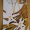 C12 - maxima Romania - tematica flora 4 - prima zi a emisiunii sau expozitii