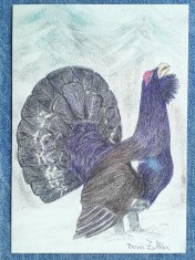 410 - Cocos de munte / Ilustrata vanatoare , vanat / Carte postala necirculata