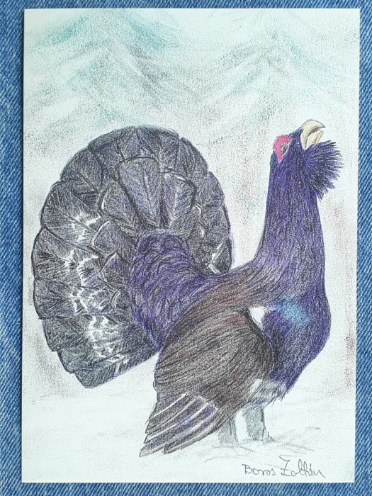 410 - Cocos de munte / Ilustrata vanatoare , vanat / Carte postala necirculata
