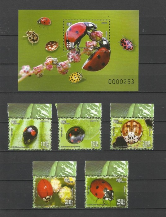 CAMBODGIA 2024 FAUNA INSECTE BUBURUZE
