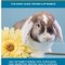 Mini Lop Rabbits as Pets: The Handy Guide for Mini Lop Rabbits