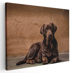 Tablou caine Labrador Retriever maro Tablou canvas pe panza CU RAMA 50x70 cm