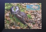 Slovacia Faună Protejată - FDC 2015 "Vidra de R&acirc;u / Vydra riečna Lutra lutra" (Ștampilă Specială Čierny Balog) - CH1