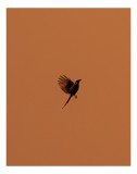 Tablou Canvas, "Pasărea &icirc;n amurgul cerului roșu", Pasăre, Zbor, Cer, Siluetă, Apus, Libertate, Aripi, Frumusețe, 26 x 39 cm, CMCLASS