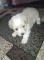 Căței Bichon havanez - 6