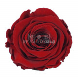 Trandafiri Criogenati XL RED-01 (&Oslash;6-6,5cm, set 6 buc /cutie)