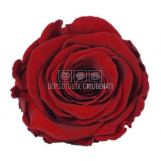 Trandafiri Criogenati XL RED-01 (Ø6-6,5cm, set 6 buc /cutie)