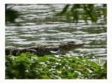 Tablou Canvas, "Crocodil odihnindu-se pe malul lacului", Crocodil, Frunze, Apă, R&acirc;uri, Natură, Verdeață, Faună, Sălbăticie, 39 x 26 cm, CMCLASS