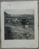 Trasura, cai la adapat, 1938// fotografie