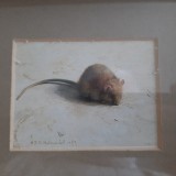 H. T. N. Helmantel - &quot;Little mouse 1&quot; - 1983 (print 9/6,5 cm)