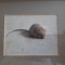 H. T. N. Helmantel - &quot;Little mouse 1&quot; - 1983 (print 9/6,5 cm)