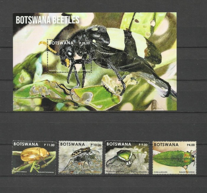 BOTSWANA 2024 FAUNA INSECTE