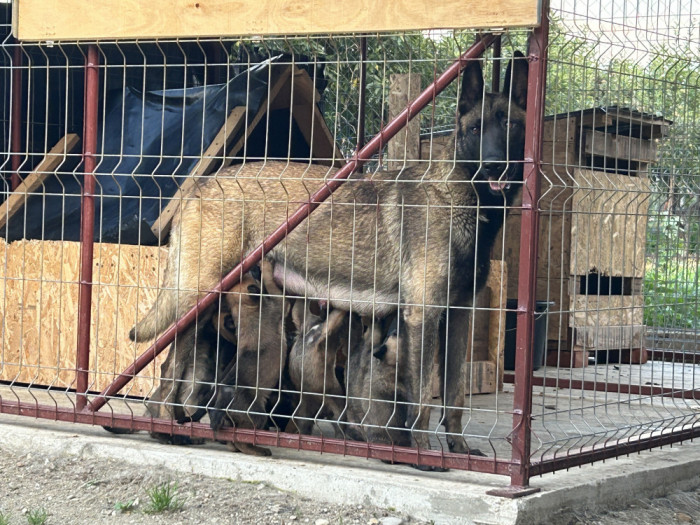 Belgian Malinois