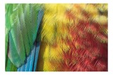 Tablou Canvas, "Armonia culorilor &icirc;n penaj strălucitor", Pene, Colorate, Detaliate, Vibrante, Texturate, 39 x 26 cm, CMCLASS