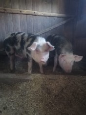 Vand porci carne
