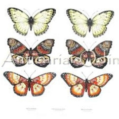 Catalogul Colectiei De Lepidoptere &quot;Alexei Alexinschi&quot; - Ion Nem