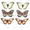 Catalogul Colectiei De Lepidoptere &quot;Alexei Alexinschi&quot; - Ion Nem