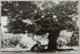 Iasi, Teiul lui Eminescu// fotografie de presa, Romania 1900 - 1950, Portrete