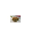 Imperata cylindrica &#039;Red Baron&#039; &ndash; Iarbă roșie japoneză, plantă la ghiveci 10 cm