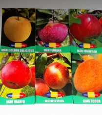 Pomi fructiferi!