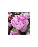 Planta Paeonia Sarah Bernhardt C1,7, ghiveci 1l, Oem