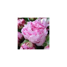 Planta Paeonia Sarah Bernhardt C1,7, ghiveci 1l