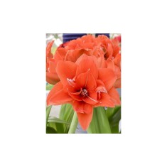 Amaryllis, Hippeastrum Celica &reg;, Orange Floare Dubla, 34/36,1 bulb