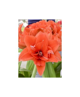 Amaryllis, Hippeastrum Celica &amp;reg;, Orange Floare Dubla, 34/36,1 bulb foto