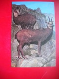 HOPCT 14879 CAPRA NEAGRA- RUPICAPRA / RUPICAPRA CARPATICA - -FAUNA - -NECIRCULATA