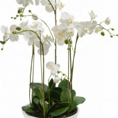 Orhidee Artificială Phalaenopsis Alb 80 cm 20.335C 414483