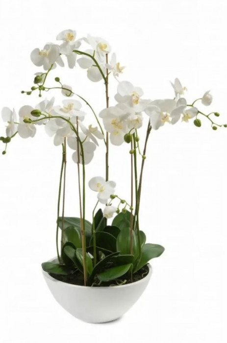 Orhidee Artificială Phalaenopsis Alb 80 cm 20.335C 414483