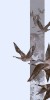 Husa Personalizata ALLVIEW P5 Quad Geese