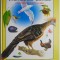 Pasarile lumii - Enciclopedie pentru copii, Editura ARC 1998.