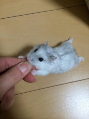 Ofer hamster siberian GRATUIT sau schimb foto