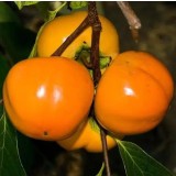Kaki Fuyu Giant, rezistenti la ger, altoiti, nu sunt astringenti !