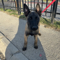 Pui ciobanesc belgian Malinois