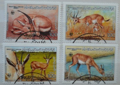 LIBYA SERIE FAUNA foto