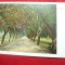 Ilustrata color SUA inc.sec.XX - A Pepper Drive in Redland California