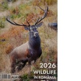 Calendar de perete 12 file. Wildlife in Romania 2026
