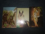 9 CARTI POSTALE ANIMALE FAUNA