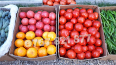 Rasad rosii | Rasaduri rosii / tomate si alte rasaduri legume foto