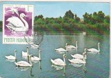 Bnk fil Maxima Pasari - Lebede - Sulina 1980, Romania de la 1950, Fauna