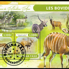 BURKINA FASO 2022 - Fauna africana, Antilope /colita