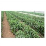 Plasa Pentru Plante / Verde 150X150Mm - 1.7X5M